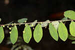 Muscarene Island leaf-flower